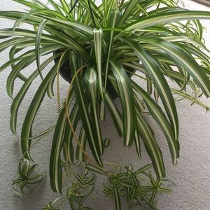 Meet your Posher, Evie